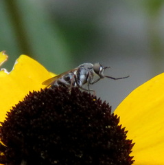 Ozodiceromyia