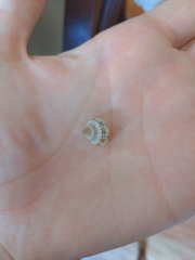 Cenchritis muricatus
