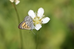 Tharsalea mariposa