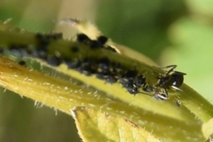 Aphis fabae