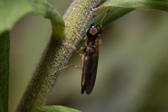Sargus bipunctatus