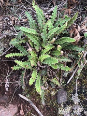Asplenium ceterach