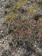 Stillingia texana