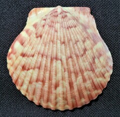 Argopecten gibbus