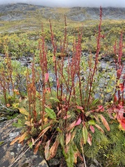 Rumex arcticus