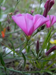 Convolvulus cantabrica