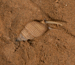 Ilyanassa trivittata