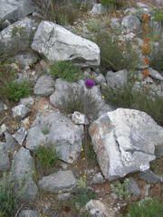 Jurinea consanguinea