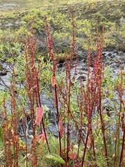 Rumex arcticus