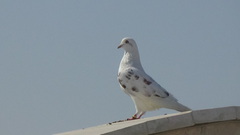 Columba livia domestica