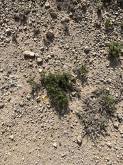 Thymophylla tenuiloba