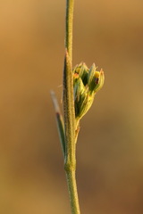 Bupleurum affine
