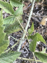 Rubus ursinus