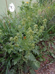 Jacobaea