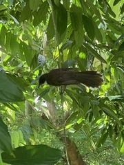 Rhipidura javanica