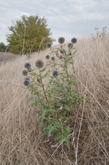 Echinops bannaticus