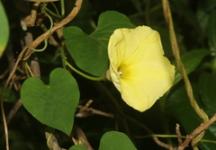 Ipomoea ochracea