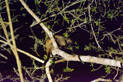 Dendrolagus lumholtzi