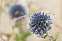Echinops bannaticus