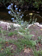 Cynoglossum amabile