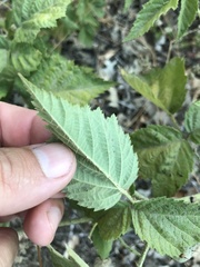 Rubus ursinus