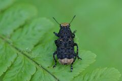 Platyrhinus resinosus