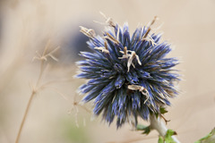 Echinops bannaticus