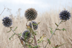 Echinops bannaticus