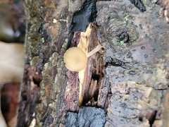 Simocybe centunculus