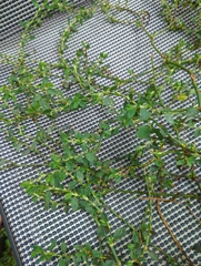 Polygonum arenastrum