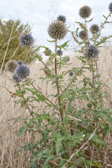 Echinops bannaticus