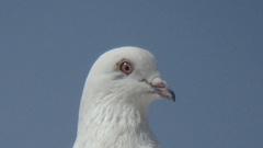 Columba livia domestica