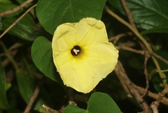 Ipomoea ochracea