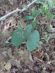 Sanguinaria canadensis