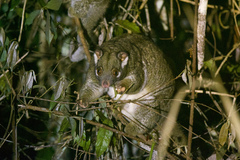 Pseudochirops archeri
