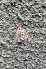 Hoplosauris multivirgulata