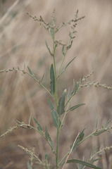 Atriplex patula