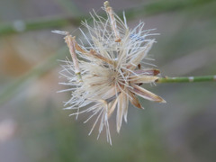 Bebbia juncea aspera