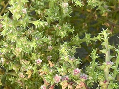 Salsola kali
