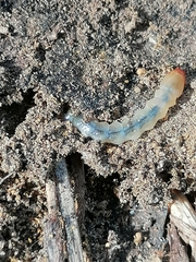 Tenebrionoidea
