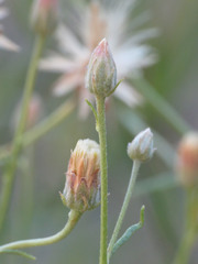 Bebbia juncea aspera