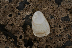 Crepidula plana