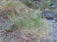 Bebbia juncea aspera