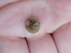 Simocybe centunculus