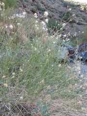 Bebbia juncea aspera