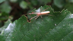 Tetragnatha extensa