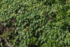 Ipomoea ochracea