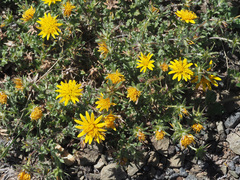 Cuspidia cernua annua