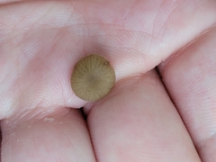 Simocybe centunculus