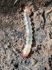 Tenebrionoidea